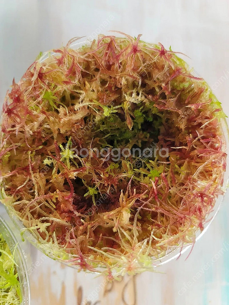 테라리움 비바리움 식물 분양 , 제주애기모람, 블랙메탈 베고니아, 덩쿨 식물, 생수태, 벌레잡이제비꽃 분양--3